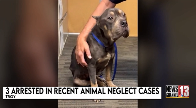 Troy dog neglect cases rise as police cite COVID aftereffects — WNYT NewsChannel 13 (Albany)